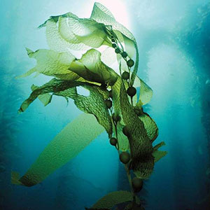 seaweed for nuru gel